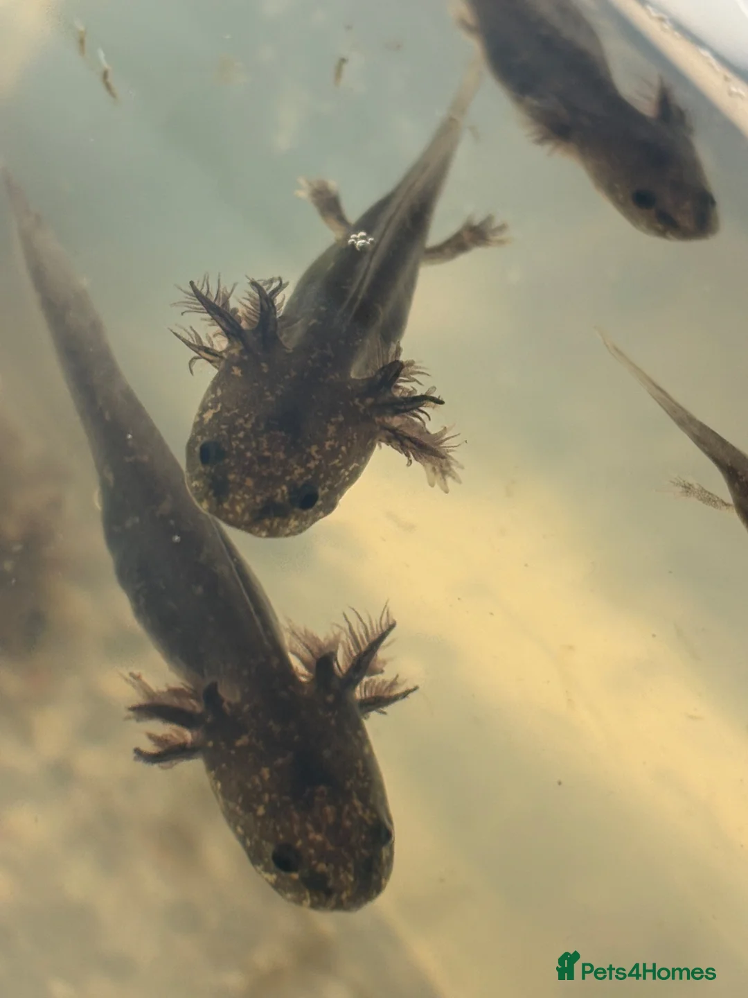 Axolotl reptiles for sale: Baby axolotls leucistic & black - Advert 1