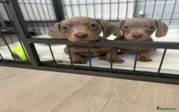 Dachshund dogs for sale: Beautiful miniature dachund puppies  - Image 15