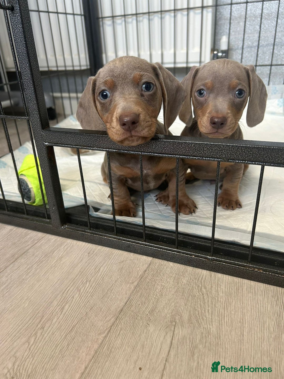 Dachshund dogs for sale: Beautiful miniature dachund puppies  - Image 15