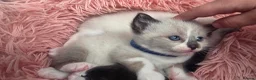 Ragdoll cats for sale: Gorgeous Ragdoll Kittens – 2 Boys, 2 Girls - Advert 7