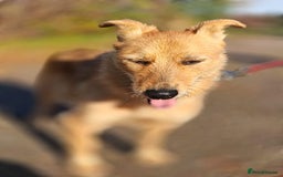 Mixed Breed dogs for adoption: ❤️🐶Meet Kira – a 2.5-year-old small girl❤️🐶 - Advert 8