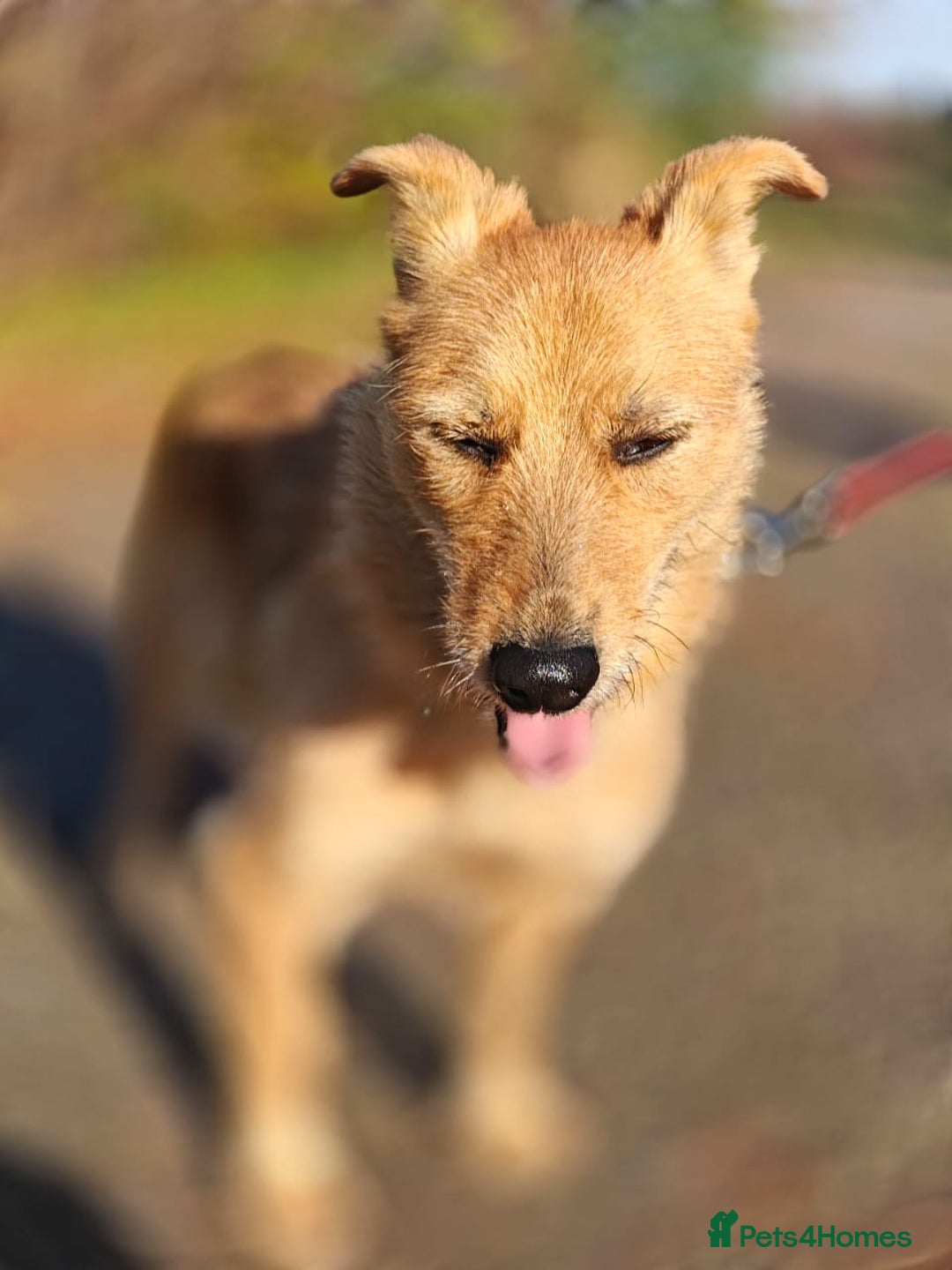 Mixed Breed dogs for adoption: ❤️🐶Meet Kira – a 2.5-year-old small girl❤️🐶 - Advert 8