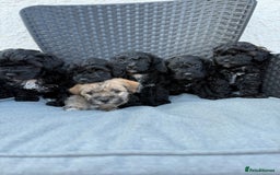 Yorkshire Terrier dogs for sale: Yorkies  - Image 1