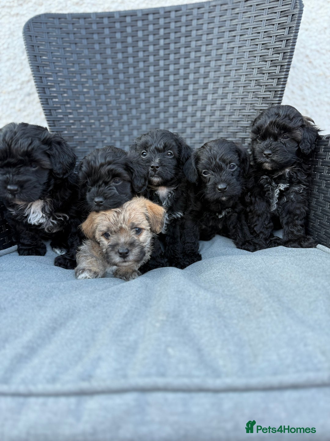 Yorkshire Terrier dogs for sale: Yorkies  - Image 1