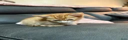 Mixed Breed cats for sale: Kittens for sale  in Ipswich - Advert 3