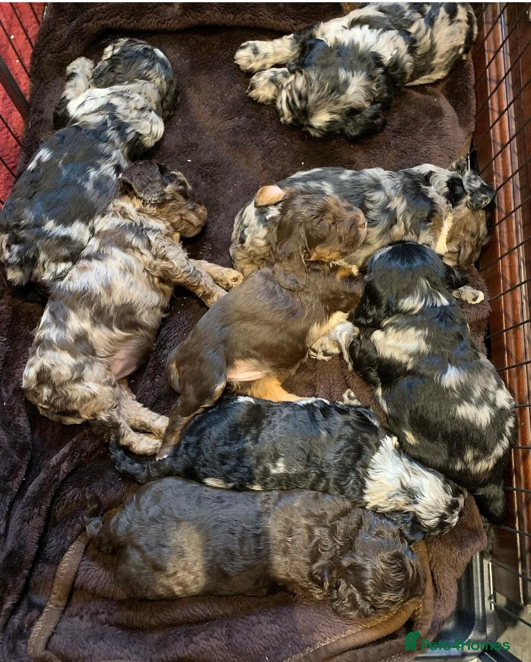 Miniature Poodle dogs for stud: KC TOY CHOCOLATE PHANTOM POODLE in Willenhall - Advert 20