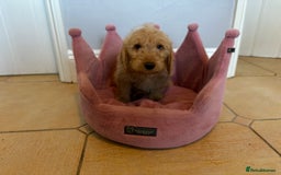 Labradoodle dogs for sale: ⭐️⭐️ Stunning F1 Miniature Labradoodles ⭐️⭐️ - Advert 17