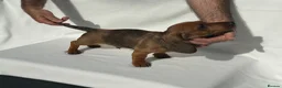Dachshund dogs for sale: Wire haired dachshunds in Stonehouse - Advert 9