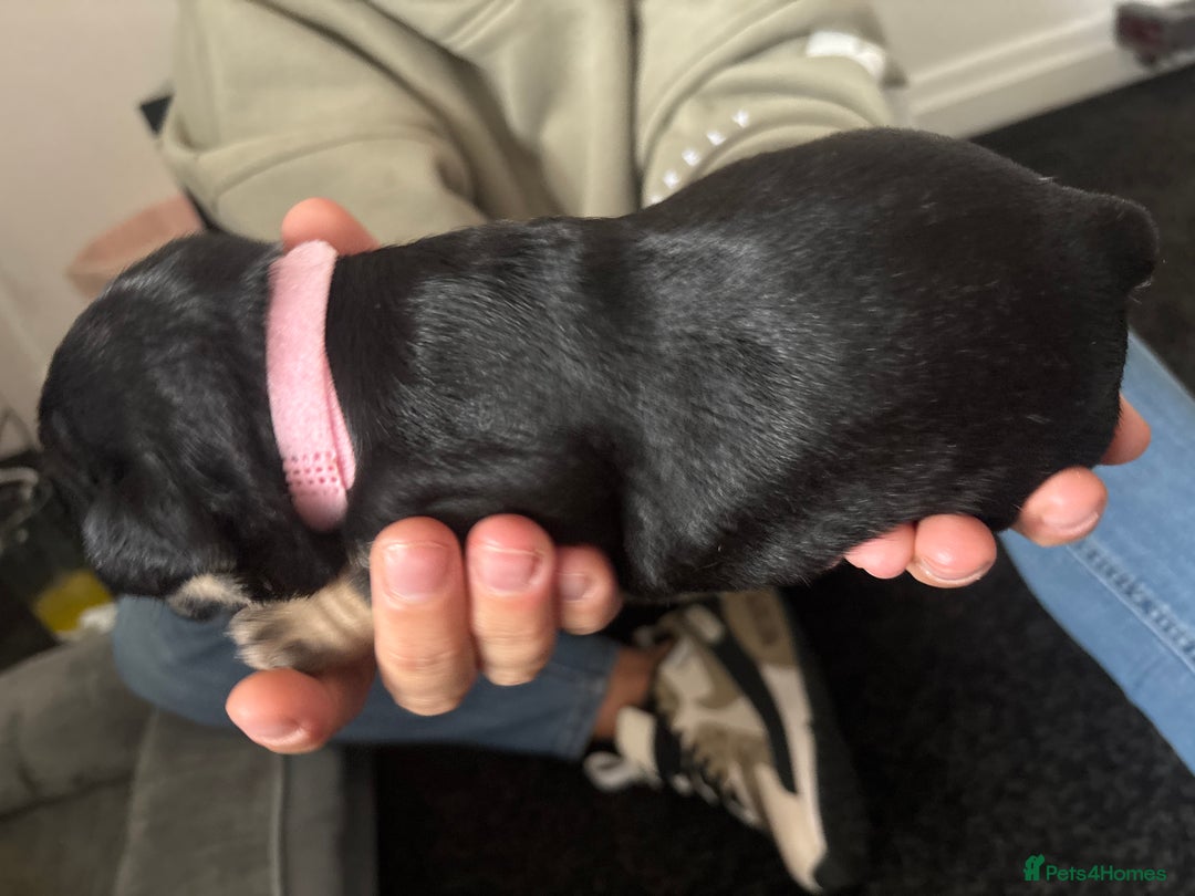 French Bulldog dogs for sale: Beautiful French bulldog puppies - Image 12
