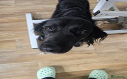 Mixed Breed dogs for adoption: Lena & Dena - Image 2