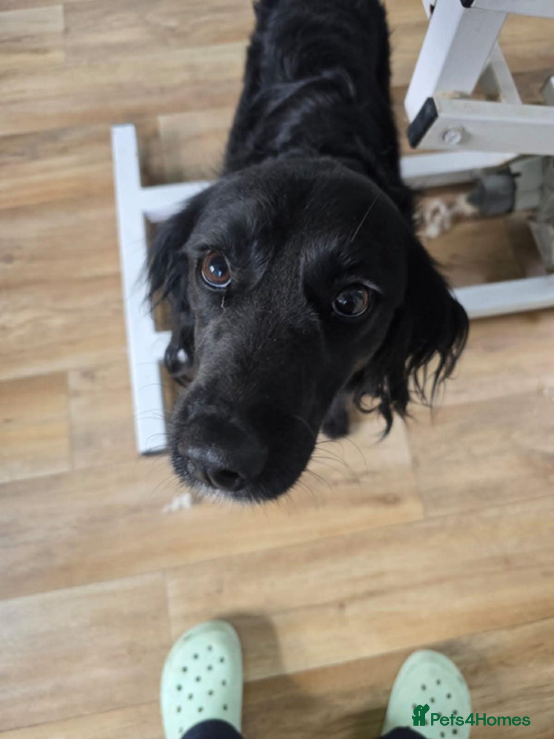 Mixed Breed dogs for adoption: Lena & Dena - Image 2