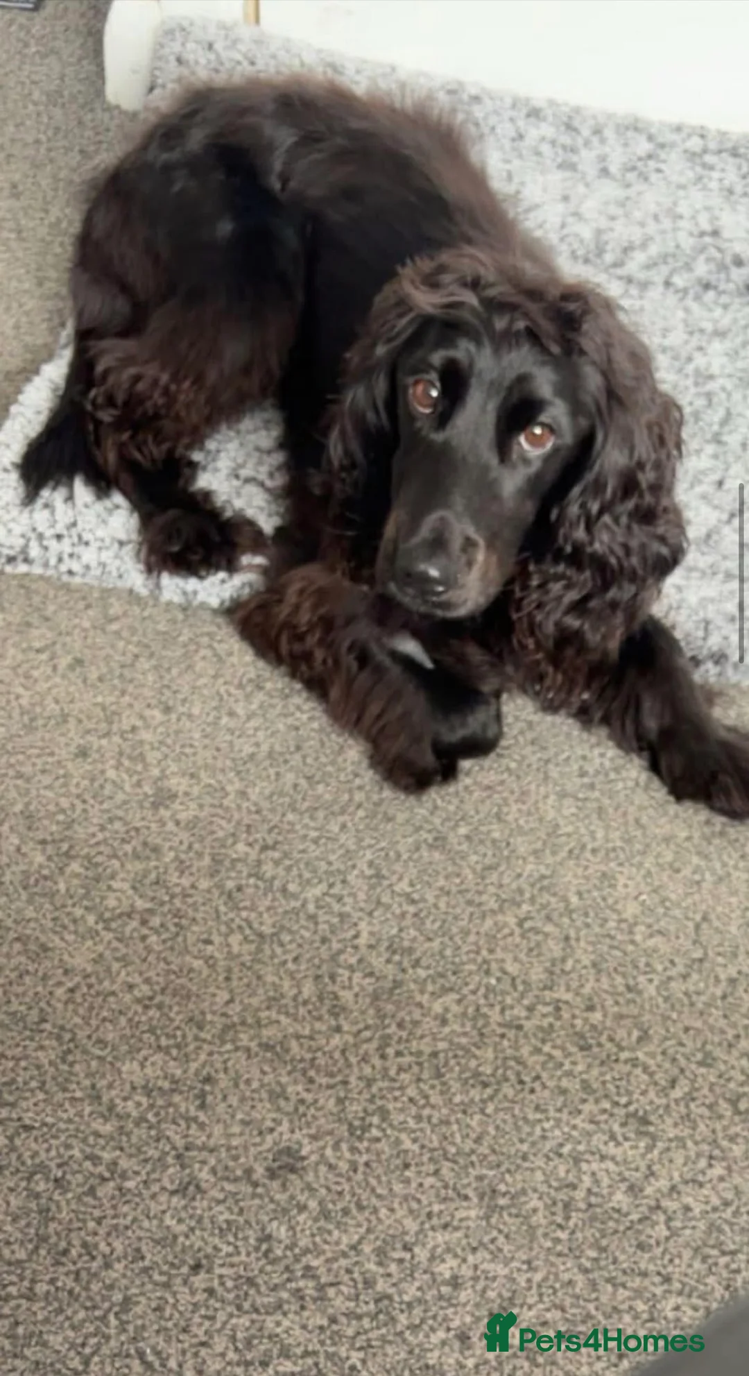 Cocker Spaniel dogs for sale: Cocker spaniel  - Advert 4