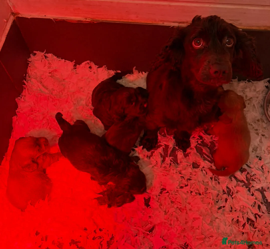 Cocker Spaniel dogs for sale: Gorgeous well bred cocker spaniels  - Advert 11
