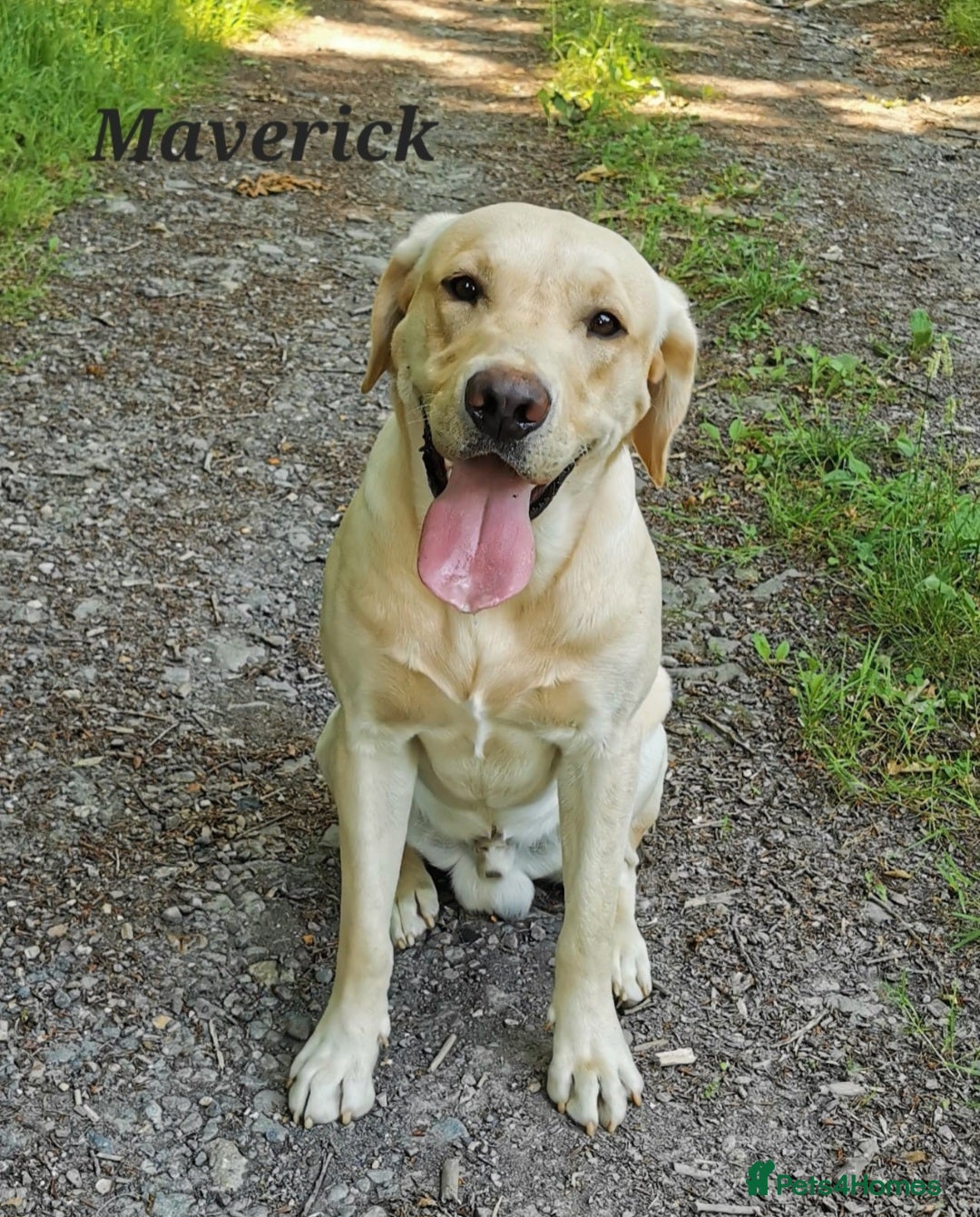 Labrador Retriever dogs for sale: 🐾 Labrador Puppies – Ready Early January 🐾 - Advert 40