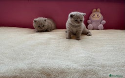 British Shorthair cats for sale: Female lilac fully health checked bsh - Image 12
