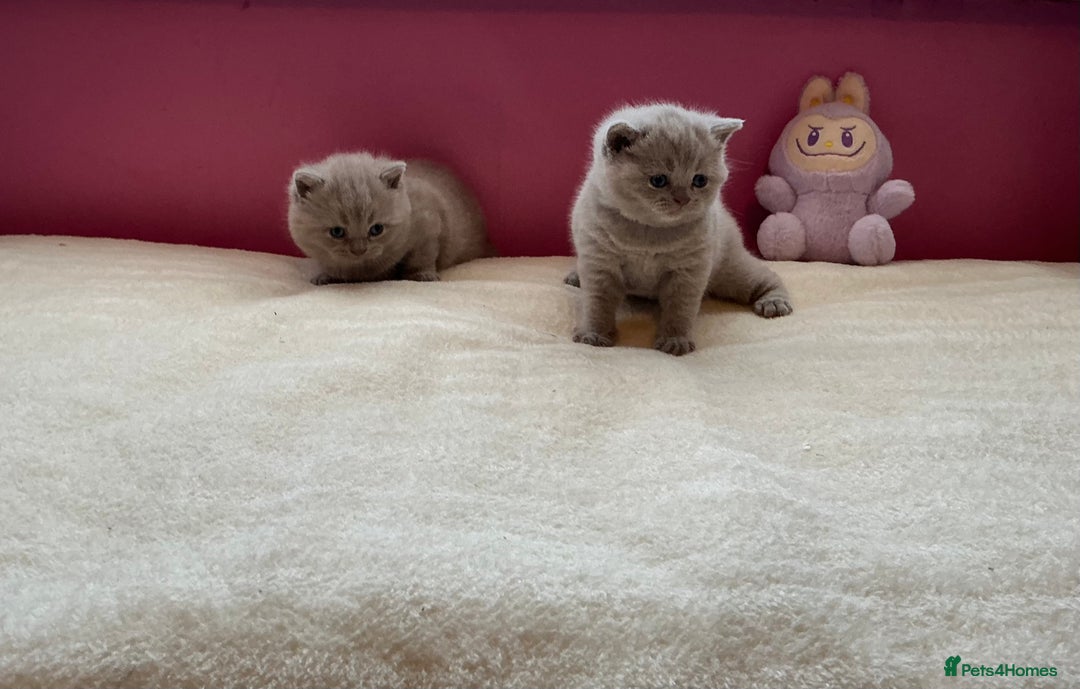 British Shorthair cats for sale: Female lilac fully health checked bsh - Image 12