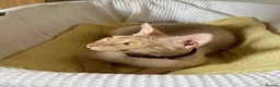 Mixed Breed cats for sale: Rehome Our Charming 5-Year-Old Sphynx in Seaham - Advert 12