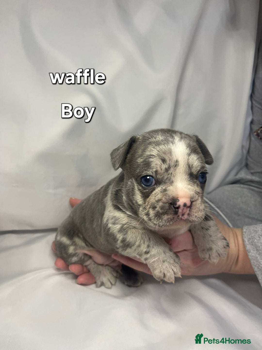 French Bulldog dogs for sale: Gorgeous litter of French Bulldog Pups  - Advert 23