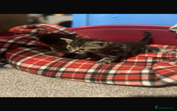 Mixed Breed cats for sale: Beautiful Kittens  - Image 3