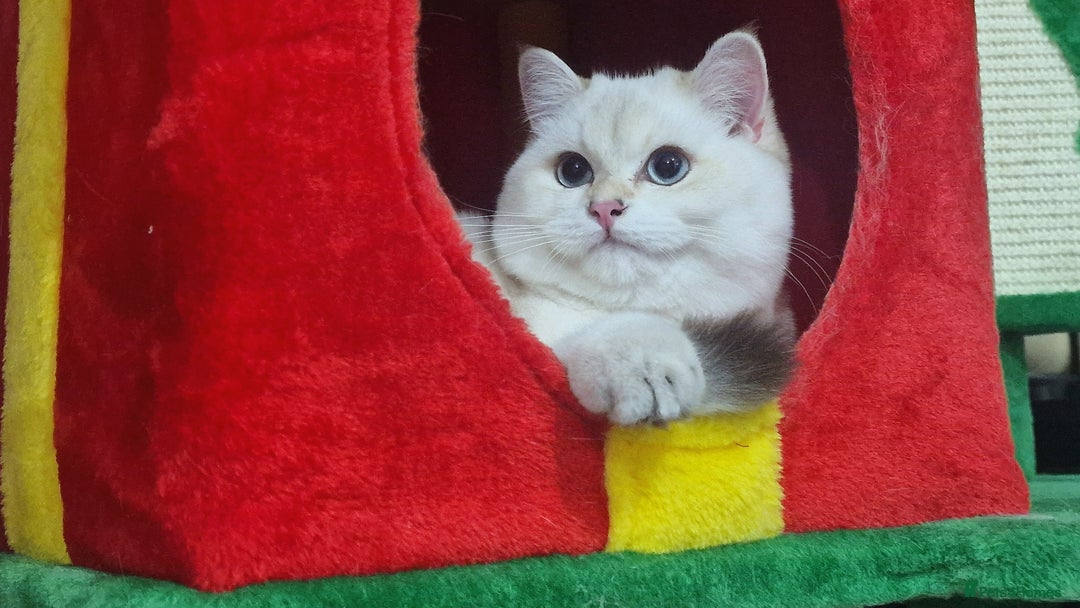 British Shorthair cats for sale: Golden British shorthair Pedigree Neutered  - Advert 5