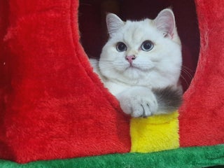 British Shorthair cats Golden British shorthair Pedigree Neutered - Advert 18