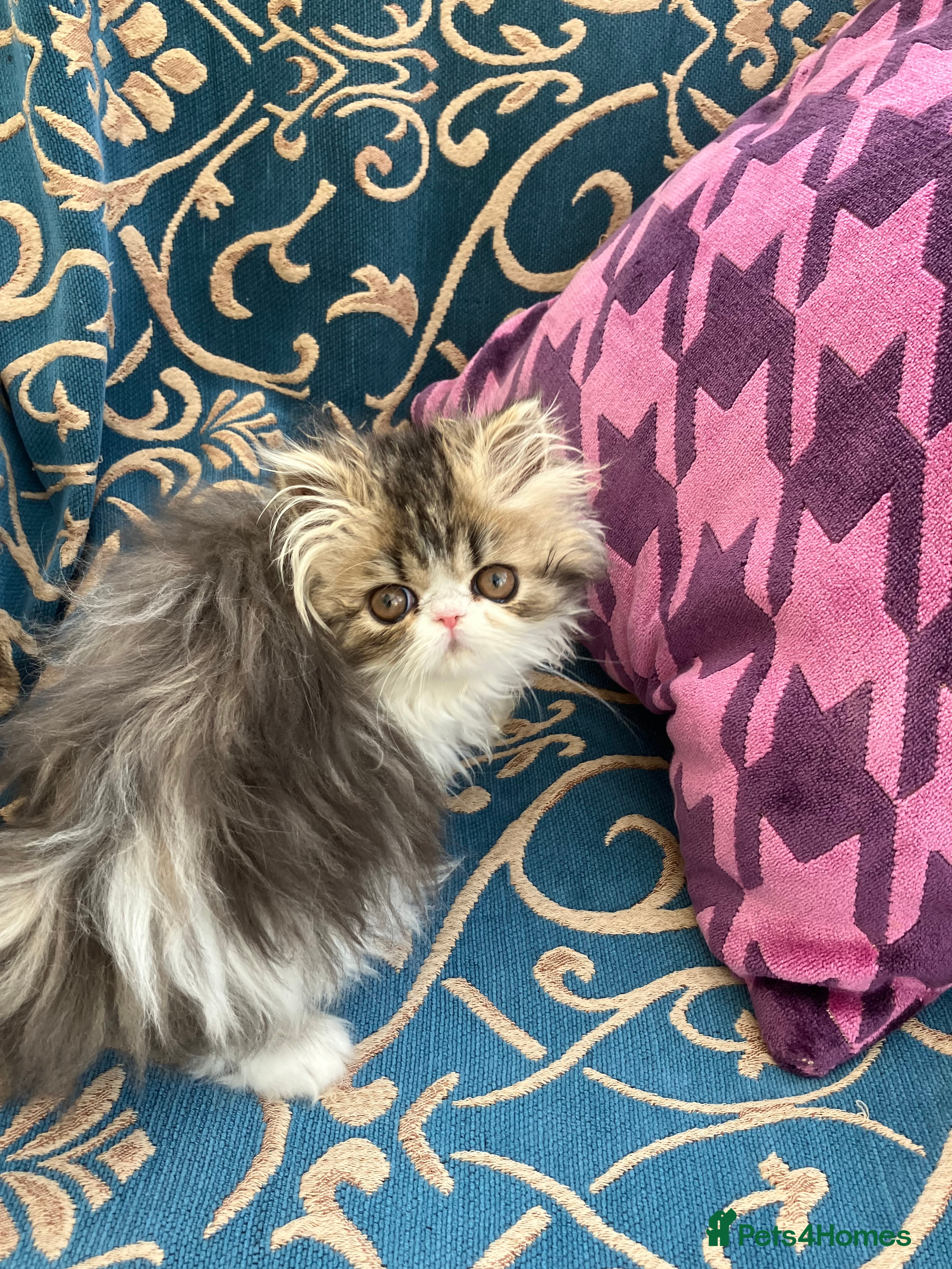 Persian cats GCCF registered Pure Persian Kittens  - Advert 6