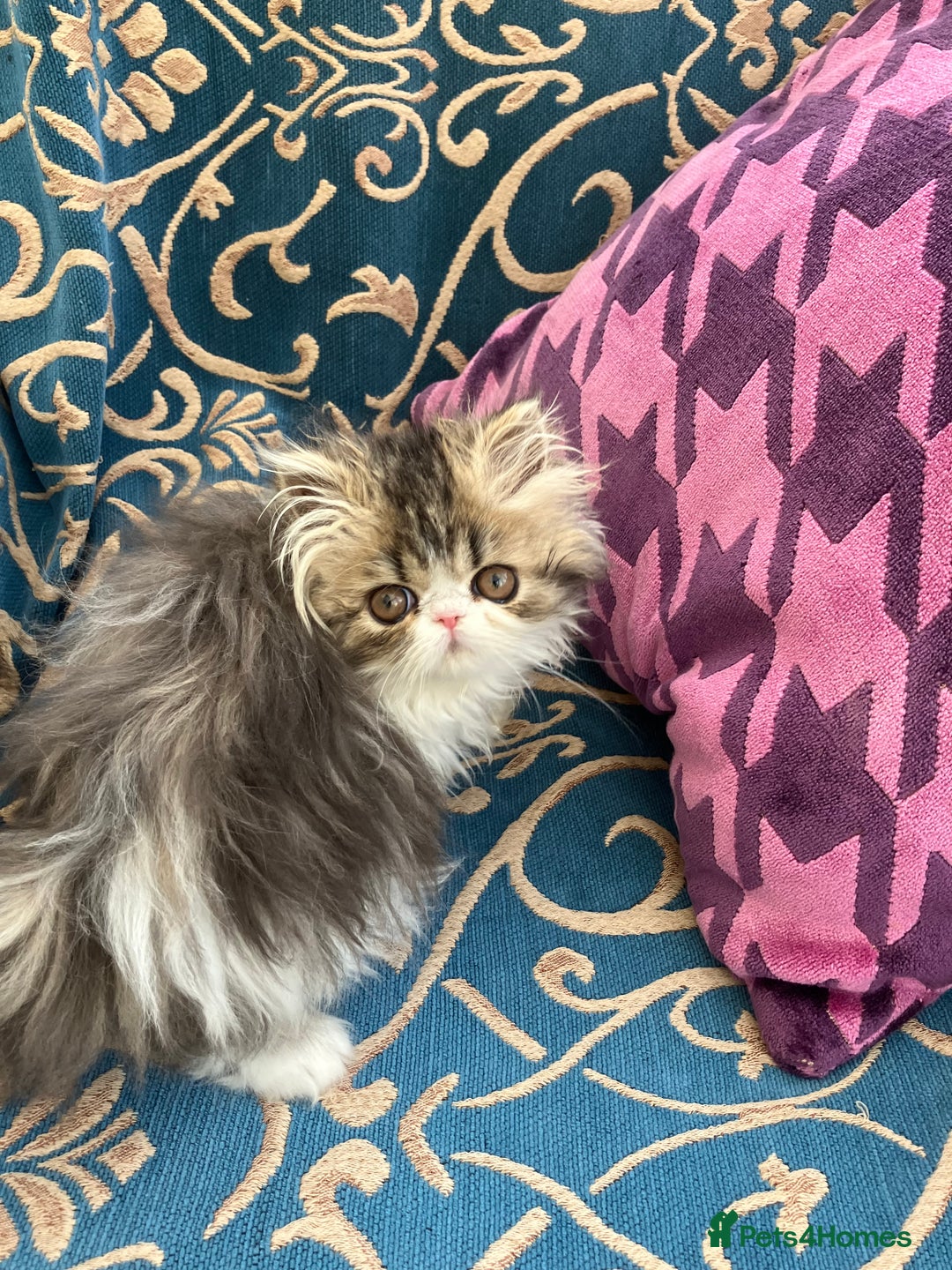 Persian cats for sale: GCCF registered Pure Persian Kittens  - Advert 1