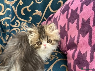 Persian cats GCCF registered Pure Persian Kittens - Advert 10