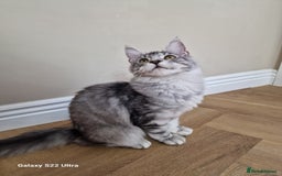 Maine Coon cats for sale: Pure maine coon - Image 25