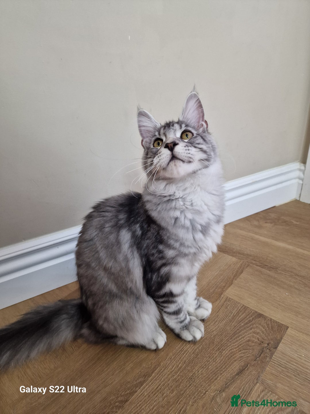 Maine Coon cats for sale: Pure maine coon - Image 25