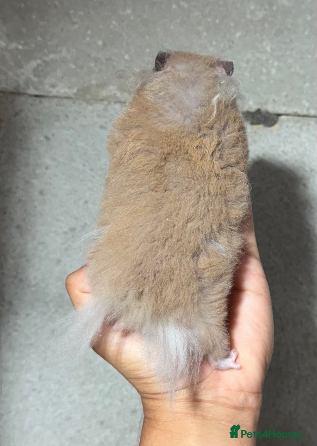 Hamster rodents for sale: OLDER STUNNING TAME PEDIGREE HAMSTERS - Image 7