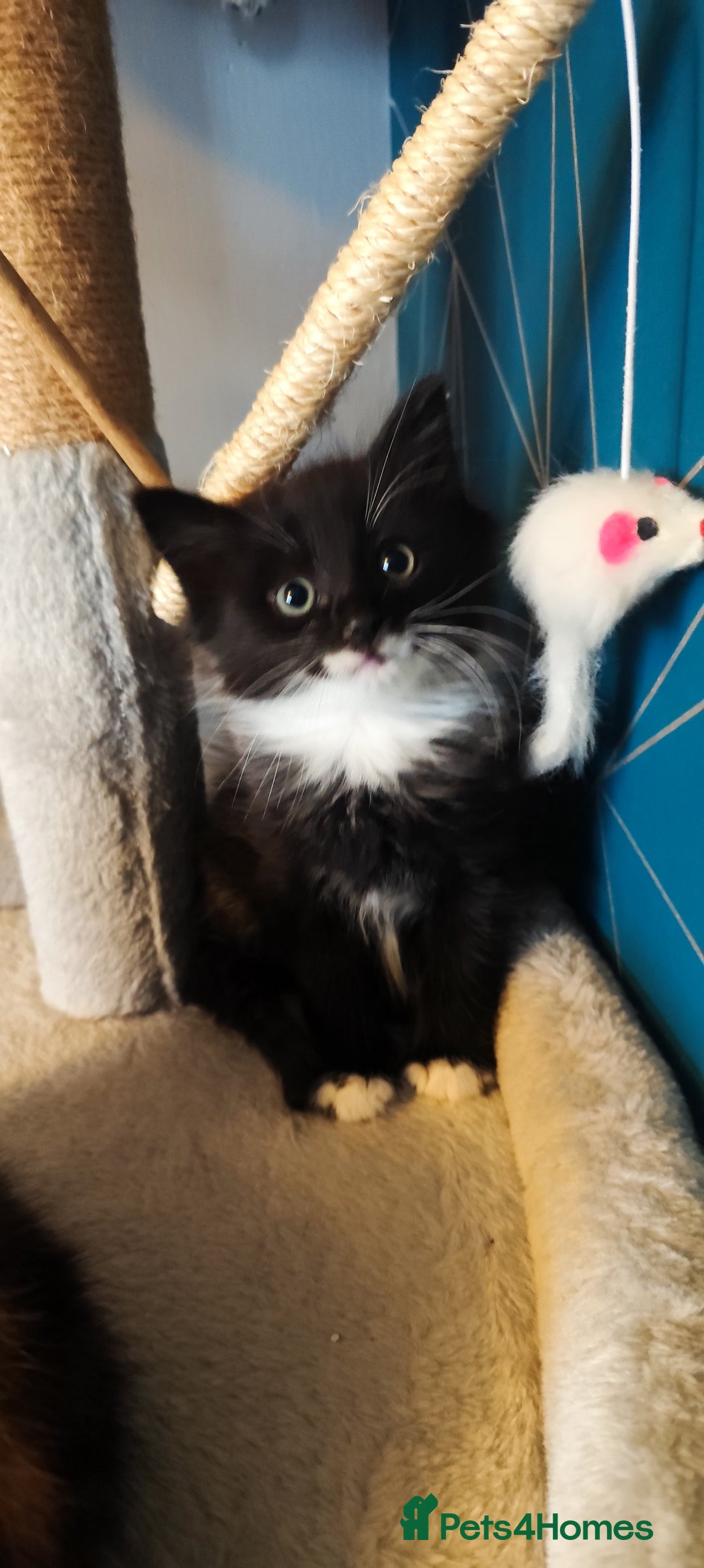 Mixed Breed cats for sale: Maincoon cross kittens - Advert 2