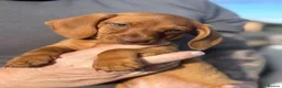 Miniature Dachshund dogs for sale: Miniature dachshund puppies - Ready Now!   - Advert 5