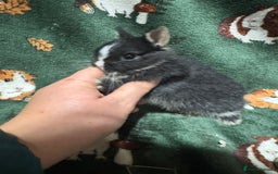 Netherland Dwarf rabbits for sale: Beautiful Baby Netherland dwarfs  - Image 6