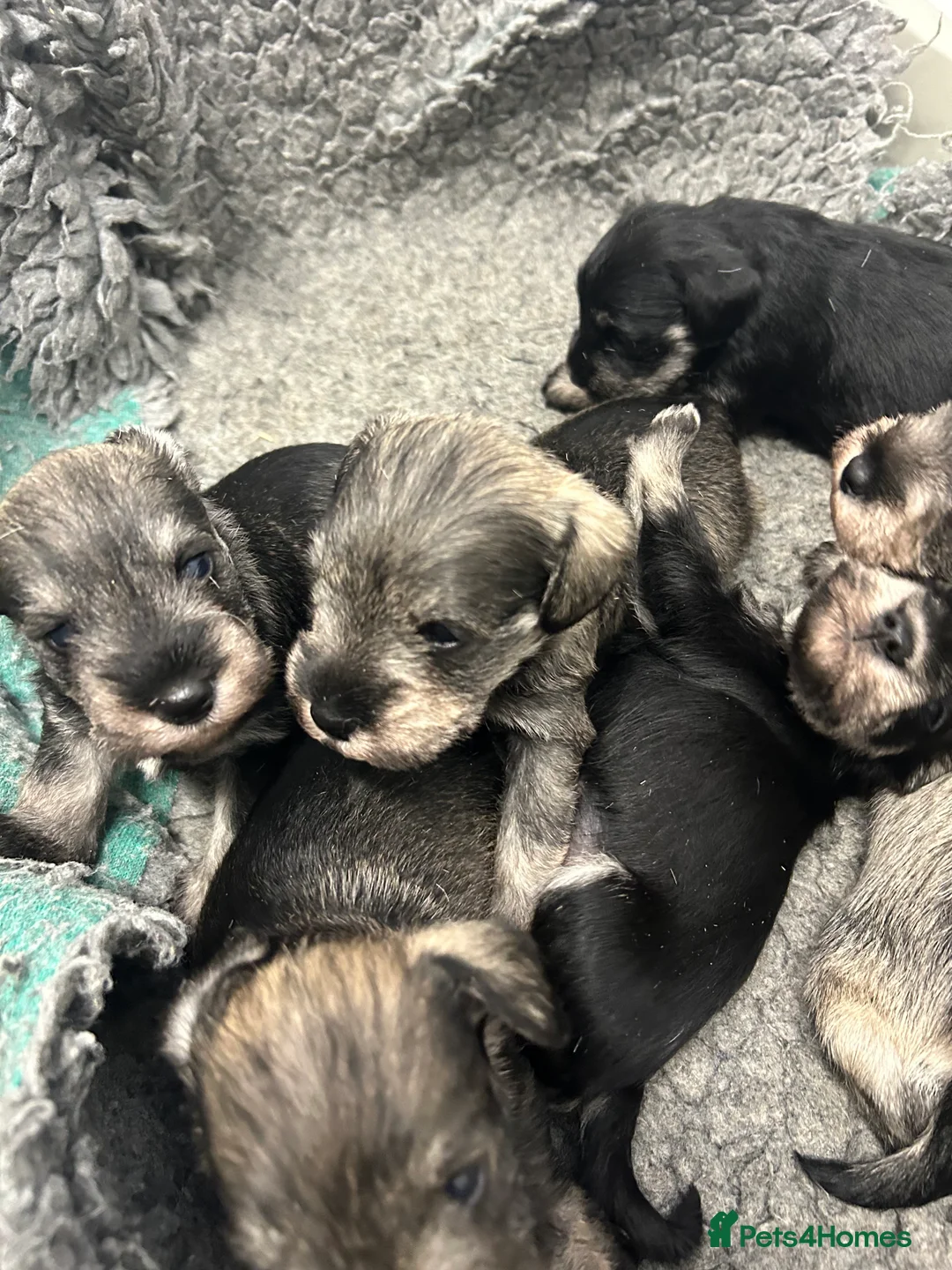 Miniature Schnauzer dogs for sale: Mini Schnauzer  - Advert 8