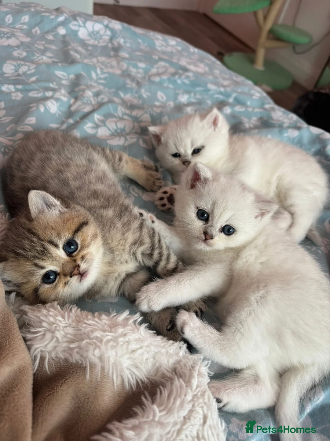 British Shorthair cats for sale: Beautiful British shorthair kitten  - Advert 2