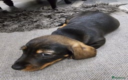 Dachshund dogs for sale: Kc wirehaired daschund puppies  - Image 25