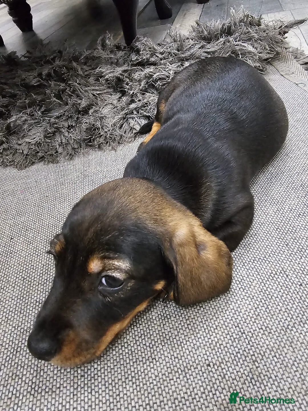 Dachshund dogs for sale: Kc wirehaired daschund puppies  - Image 25