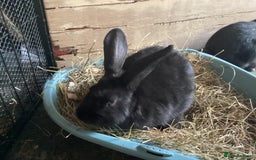 Flemish rabbits for sale: FLEMISH GIANT,CROSS - Advert 20
