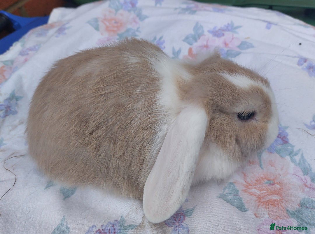 Mini Lop rabbits for sale: ☆ Gorgeous White Ear Split Baby Mini Lops ☆ - Advert 4
