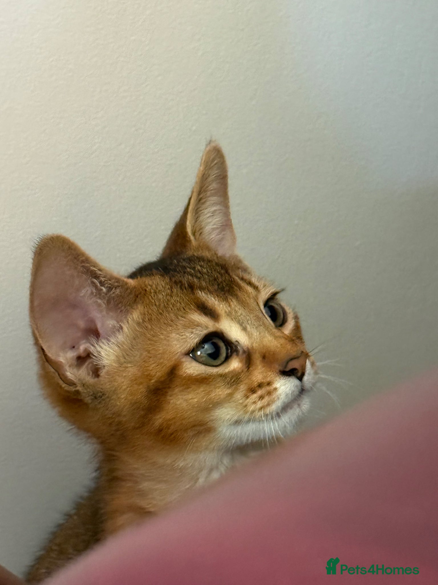 Abyssinian cats TICA reg one gorgeous Ruddy Aby boy left! - Advert 2