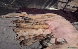 Lurcher dogs for sale: Saluki Lurcher  - Image 6