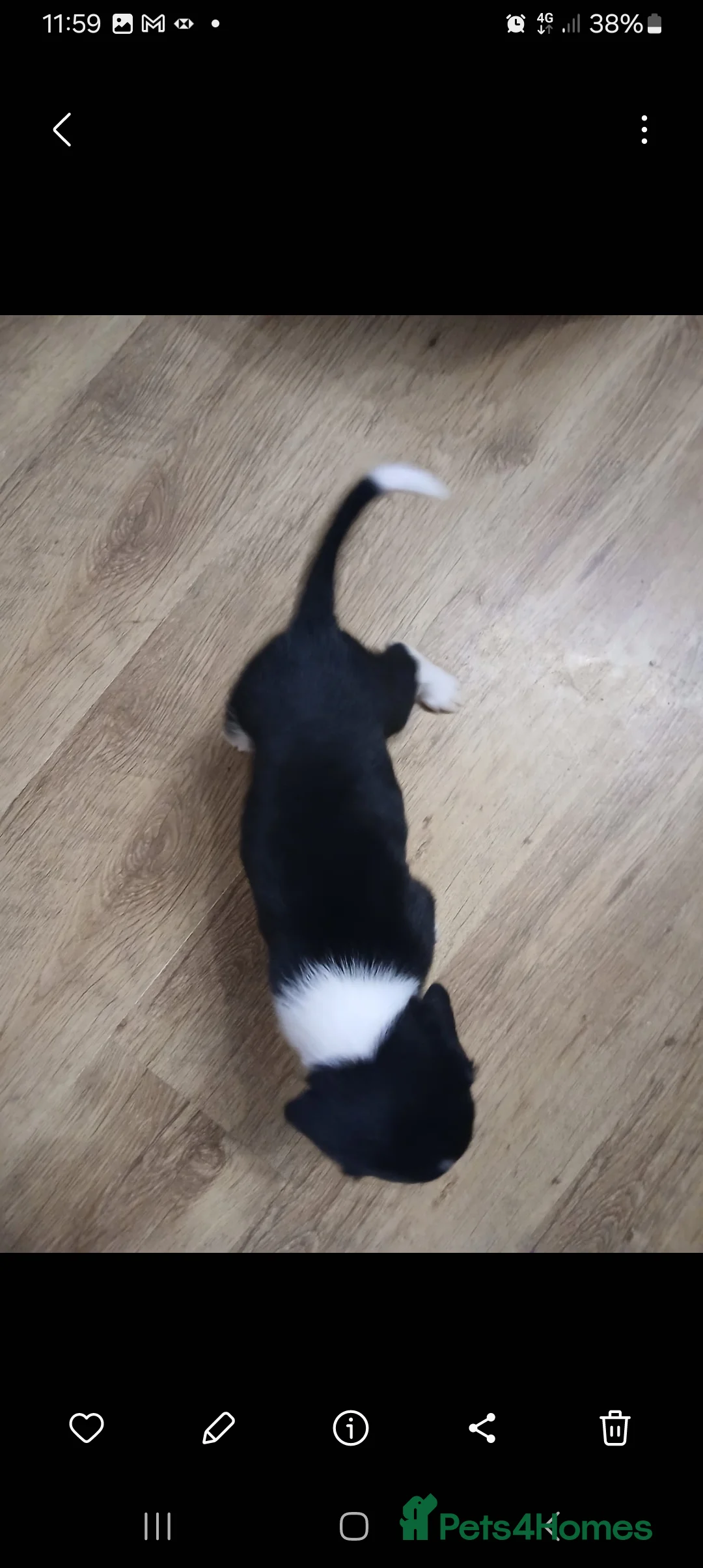 Mixed Breed dogs for sale: Beautiful Collie x Sprocker Puppies - Advert 3