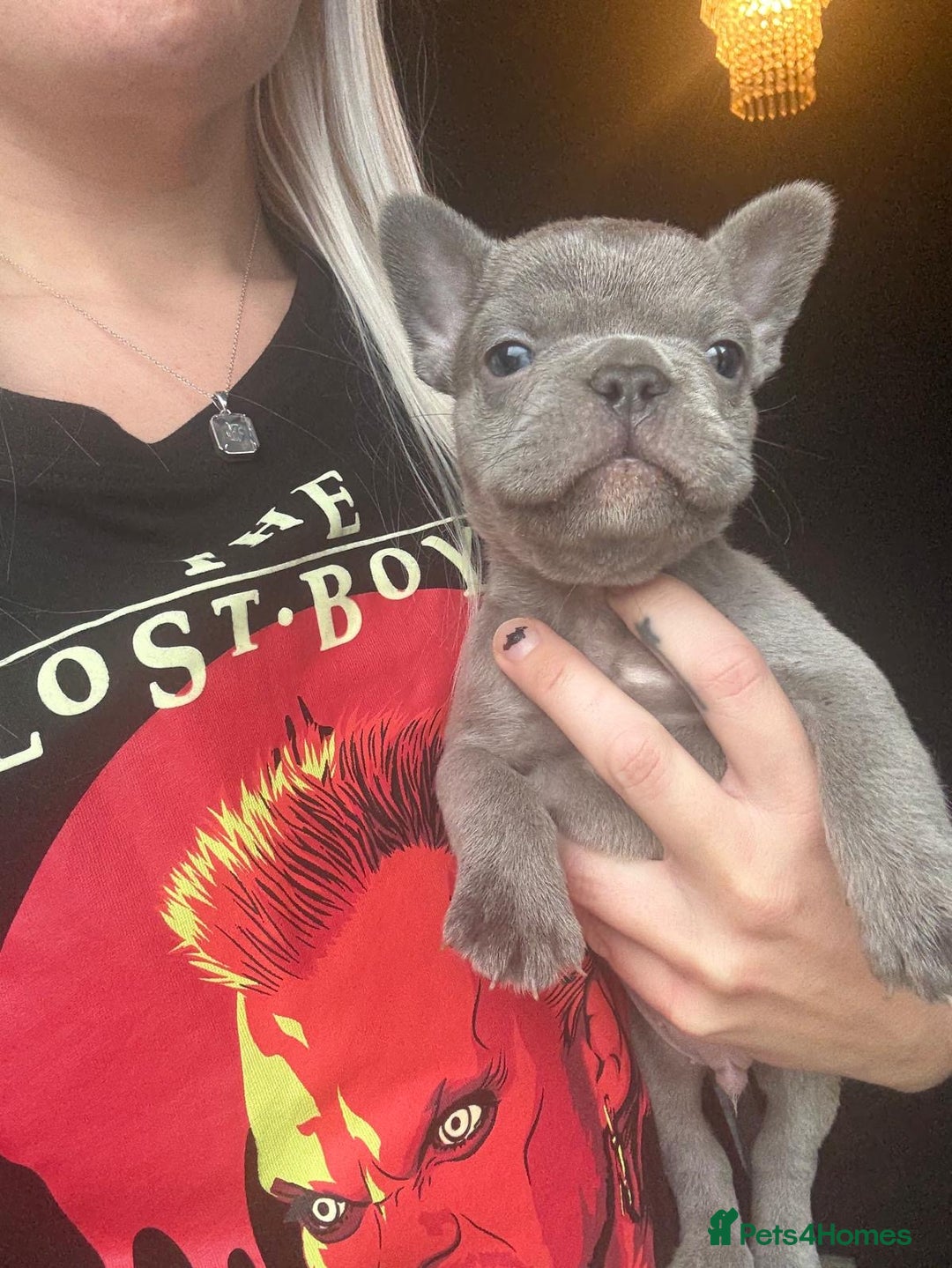 French Bulldog dogs for sale: French bulldog puppies for sale - Image 1