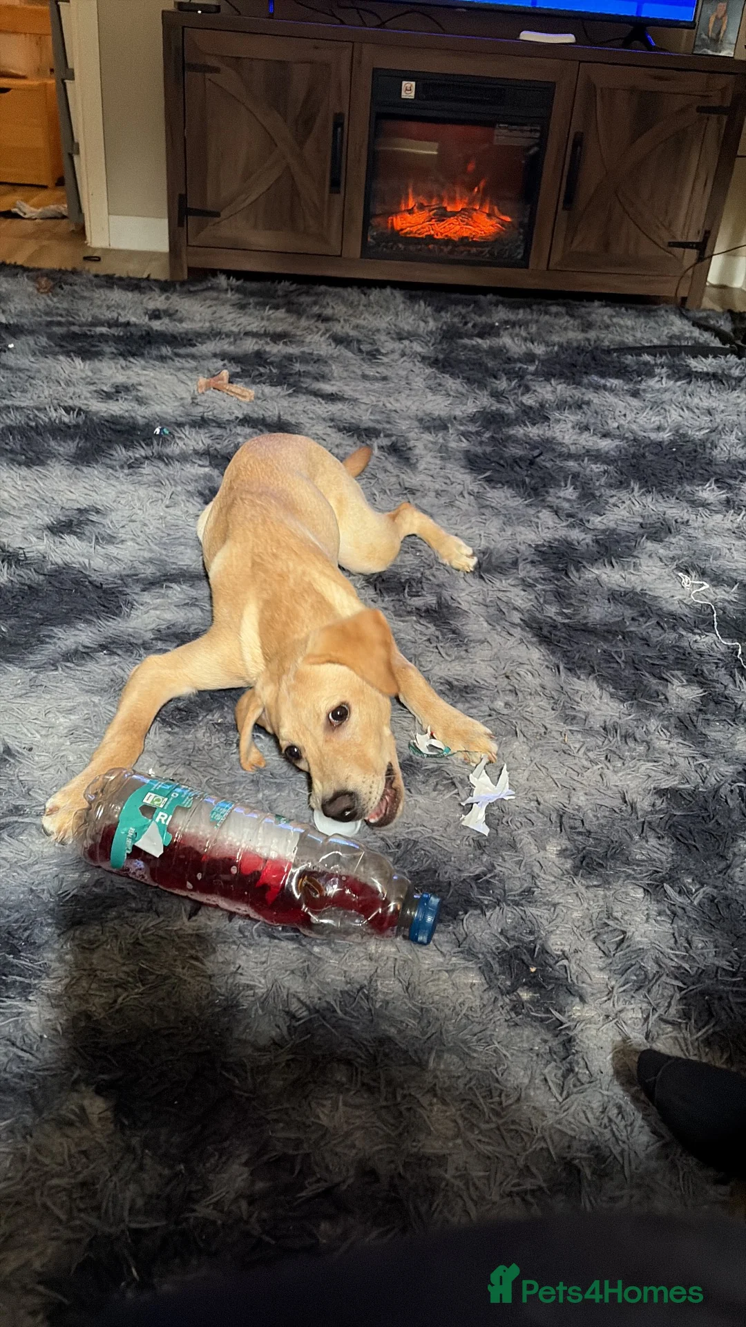 Labrador Retriever dogs for sale: 6 month old Lab needs a new home - Advert 6