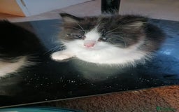 Ragdoll cats for sale: CUTE SOLID RAGDOLL KITTENS  - Image 9