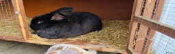 Continental Giant rabbits for sale: Jack, Audrey, Seamus  in Chippenham - Advert 3