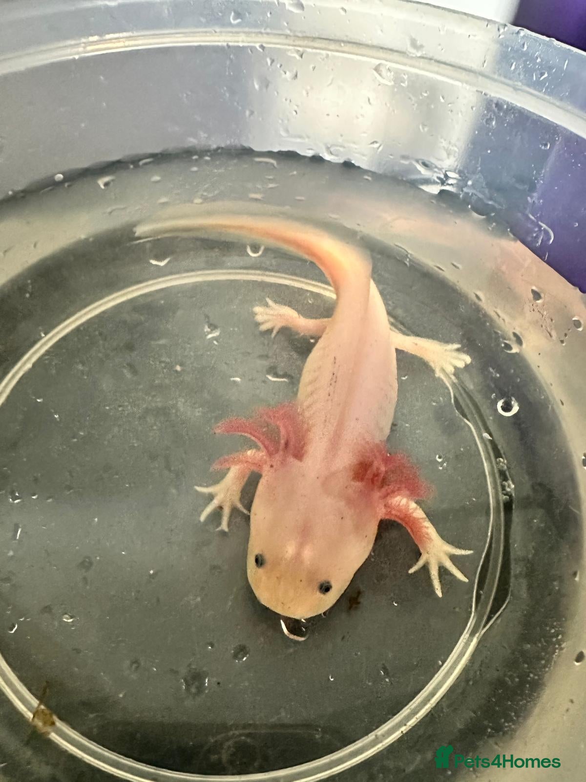 Other/Mixed Breed fish Axolotls for sale - Advert 1