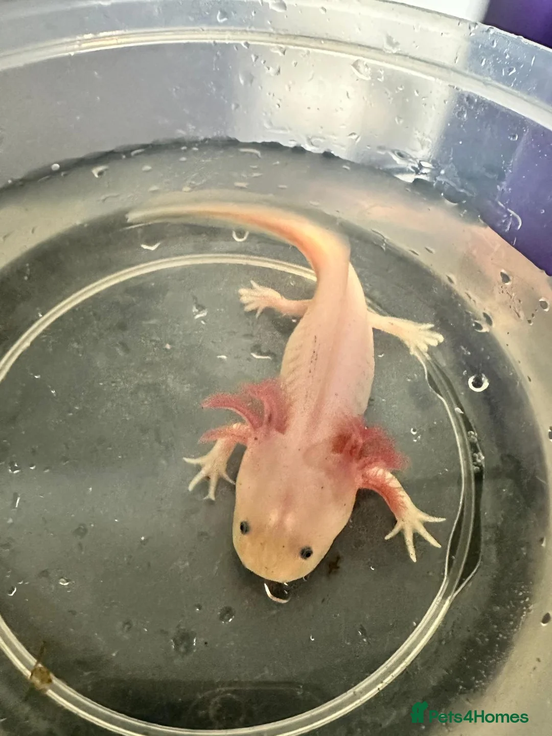 Other/Mixed Breed fish for sale: Axolotls for sale in Axminster - Advert 1
