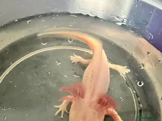 Other/Mixed Breed fish Axolotls for sale - Advert 1